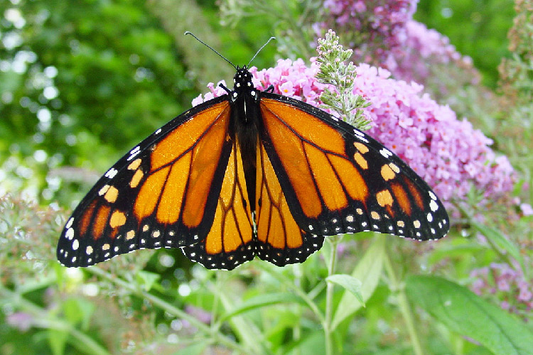  Fakta  Tentang Kupu  kupu  yang Memiliki Warna Mencolok pada 